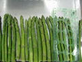 IQF green asparagus cuts & tips,Frozen green asparagus tips & cuts,blanched