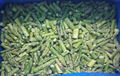 IQF green asparagus cuts & tips,Frozen green asparagus tips & cuts,blanched