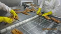 IVP Packed,Frozen Seasoned Roasted Eel,Grilled Eel,Unagi Kabayaki in vacuum bag 7