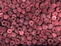 IQF Raspberry Wholes & Brokens,Frozen Raspberry Wholes & Brokens 10