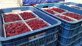 IQF raspberries crumbles,Frozen raspberry crumbles,red,cultivated