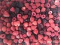 Vacuum packed IQF mixed berries,Frozen mixed berries