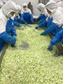 IQF Diced Celery,Frozen Diced Celery,IQF Celery Dices,Frozen Celery Dices 7