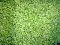 IQF Diced Celery,Frozen Diced Celery,IQF Celery Dices,Frozen Celery Dices 3