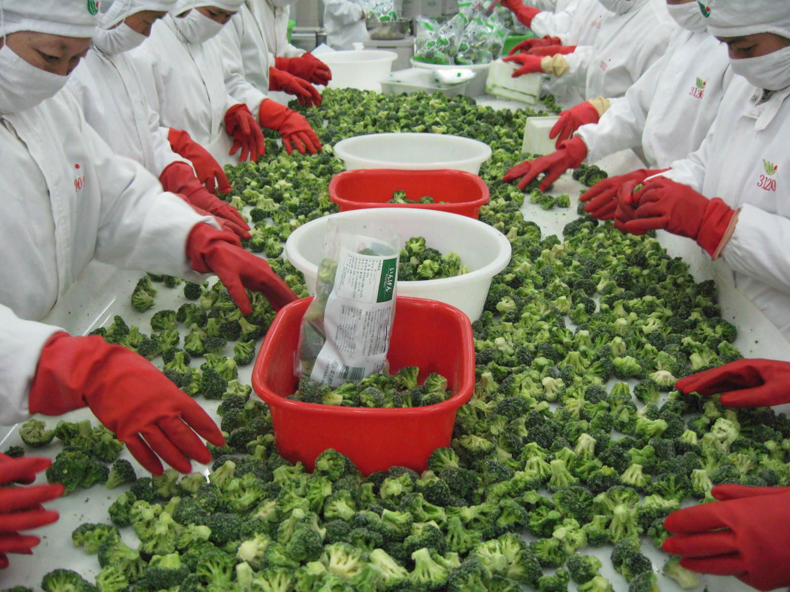 IQF Cut broccoli,Frozen Cut Broccoli,BQF broccoli spears 5