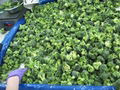 IQF Cut broccoli,Frozen Cut Broccoli,BQF broccoli spears
