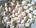 IQF Water Chestnuts Slices,Frozen Water Chestnuts,IQF Sliced Water Chestnuts