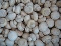 IQF champignon mushrooms wholes,IQF