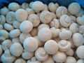 IQF champignon mushrooms wholes,IQF whole champignon mushrooms,frozen mushrooms 4