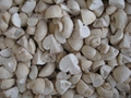 IQF champignon mushrooms cuts,IQF cut