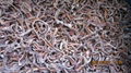 IQF Black Fungus Cuts,Frozen Black Fungus Cuts,IQF Cut Black Fungus