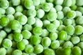 IQF Green Peas,Frozen Green Peas,IQF Frozen Green Peas 13