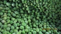 IQF green peas,Frozen green peas 11