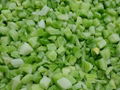 IQF Diced Celery,Frozen Diced Celery,IQF Celery Dices,Frozen Celery Dices