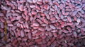 IQF red kidney beans,Frozen Red Kidney