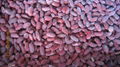 IQF red kidney beans,Frozen Red Kidney Bean,cooked,ready to eat 14