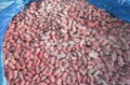 IQF Mixed Kidney Beans,Frozen Mixed Kidney Beans,cooked,ready to eat 15