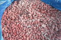 IQF Mixed Kidney Beans,Frozen Mixed Kidney Beans,cooked,ready to eat