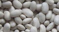 IQF White Kidney Beans,Frozen Kidney Bean,IQF White Cannelini Bean,cooked 3