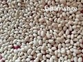 IQF White Kidney Beans,Frozen Kidney Bean,IQF White Cannelini Bean,cooked 11