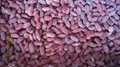 IQF White Kidney Beans,Frozen Kidney Bean,IQF White Cannelini Bean,cooked