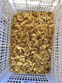 Preserved Mushrooms in Brine,Brine Mushrooms,Salted Mushrooms,sliced/wholes