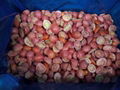 IQF cherry tomatoes,Frozen cherry tomato,wholes/slices/halves/dices 5