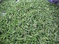 IQF Green Asparagus Cuts & Tips,Frozen Green Asparagus Tips & Cuts 4