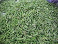 IQF Green Asparagus Cuts & Tips,Frozen Green Asparagus Tips & Cuts