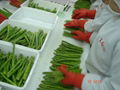 IQF Green Asparagus Whole,Frozen Green Asparagus Spear,IQF Frozen Asparagus