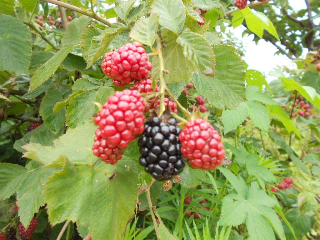 IQF Blackberries,Frozen Blackberries,IQF blackberry,Frozen Blackberry 12