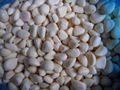 IQF Garlic Cloves ,Frozen Garlic Cloves,IQF Garlic Segments 2