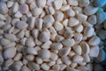 Frozen Garlic Puree,Frozen Garlic Paste,IQF Garlic Puree Tablets