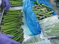 IQF Green Asparagus Whole,Frozen Green Asparagus Spear,IQF Frozen Asparagus