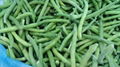 IQF Whole Green Beans ,Frozen Green Beans Wholes,IQF cut green beans 4