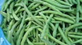 IQF Whole Green Beans ,Frozen Green Beans Wholes,IQF cut green beans 6