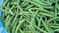 IQF Whole Green Beans ,Frozen Green Beans Wholes,IQF cut green beans