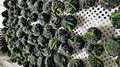 Frozen Spinach Leaf Ball,IQF Whole Leaf Spinach Ball,IQF Spinach in Briquette 17