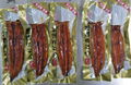IVP Packed,Frozen Seasoned Roasted Eel,Grilled Eel,Unagi Kabayaki in vacuum bag