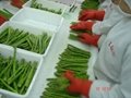  new spring crop IQF green asparagus,wholes/tips& cuts/cuts