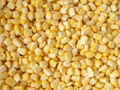 IQF Sweet Cob Corn,Frozen Sweet Corn on the COB,Frozen COB Sweet Corn 12