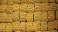 IQF Sweet Cob Corn,Frozen Sweet Corn on the COB,Frozen COB Sweet Corn