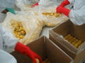 IQF Sweet Kernel Corn,Frozen Sweet Kernel Corn,IQF Sweetcorn Kernels