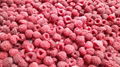 IQF raspberries crumbles,Frozen raspberry crumbles,red,cultivated 18