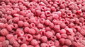 IQF raspberries crumbles,Frozen raspberry crumbles,red,cultivated