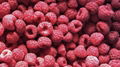 IQF Raspberries,Frozen Raspberry,wholes/brokens/crumbles/puree 2