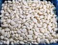 IQF Garlic Cloves ,Frozen Garlic Cloves,IQF Garlic Segments 18