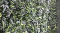 Frozen Spinach Leaf Ball,IQF Whole Leaf Spinach Ball,IQF Spinach in Briquette 18