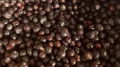 IQF blueberry,IQF Blueberries,Frozen Blueberries,cultivated 12