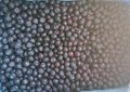 IQF blueberry,IQF Blueberries,Frozen Blueberries,cultivated 1